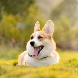 Original pet photo